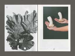 Datil, des sources - thumbnail 2