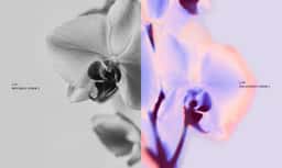 Brand Identity for Purple Garden - thumbnail 38
