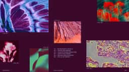 Brand Identity for Purple Garden - thumbnail 36