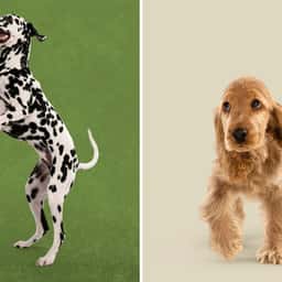 Brand Identity Refresh for Harringtons Pet Food - thumbnail 1
