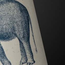 Brand Identity and Packaging for Elephant in the Room Wine - thumbnail 1