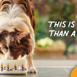 Global Campaign for Entyce Pet Appetite Treatment - thumbnail 1