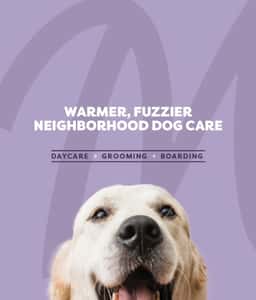 Brand Identity and Experience Design for Molly's Dog Care - thumbnail 7