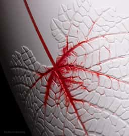 Wine Packaging for Avyun - thumbnail 7
