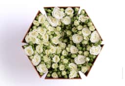 Packaging Design for Coco Fiori Share Collection - thumbnail 6