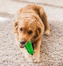 Branding and Packaging for a Dog Toothbrush - thumbnail 8