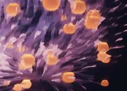 Interactive Installation for Yonshin Fudopia - thumbnail 5
