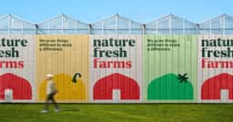 Brand Identity and Packaging for a Greenhouse Produce Grower - thumbnail 2