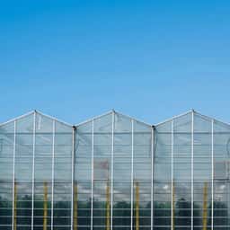 Brand Identity and Packaging for a Greenhouse Produce Grower - thumbnail 6
