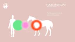Brand Identity for Flor Americas - thumbnail 3