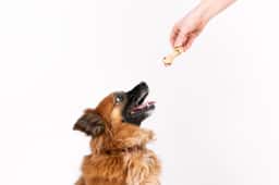 Brand Identity for a Chilean Pet Products Brand - thumbnail 6