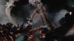 Experimental Film and Live Show Visuals for Bjork's Fossora - thumbnail 4