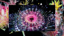 Experimental Film for Forever Reel - thumbnail 2