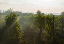 Brand Identity for a New Gen French Winery - thumbnail 2