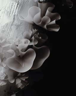 Visual Research On Natural Patterns for Digital Biology - thumbnail 3