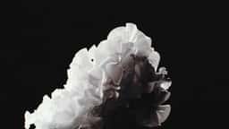 Visual Research On Natural Patterns for Digital Biology - thumbnail 4