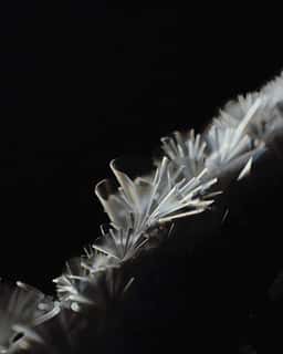 Visual Research On Natural Patterns for Digital Biology - thumbnail 9