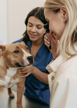 Employer Brand and Website Experience for GoodVets - thumbnail 6