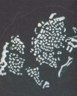 Institute for Postnatural Studies Visual Identity - thumbnail 10