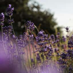Brand Identity for a Colorado Lavender Farm - thumbnail 3