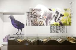 Exhibition identity for an environmental education centre  - thumbnail 7