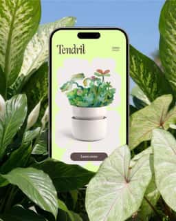 Brand Identity for Tendril Plant Care - thumbnail 12