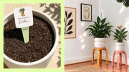 Brand Identity for Tendril Plant Care - thumbnail 13