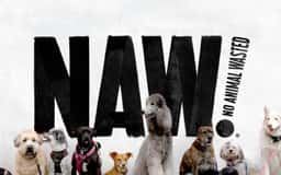 Brand Identity and Packaging for NAW Dog Treats - thumbnail 3