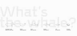Brand Identity for Whalemap Cryptocurrency Analytics - thumbnail 6