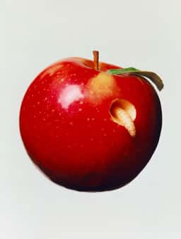 Art Direction for 8 Ways to Cut an Apple - thumbnail 4