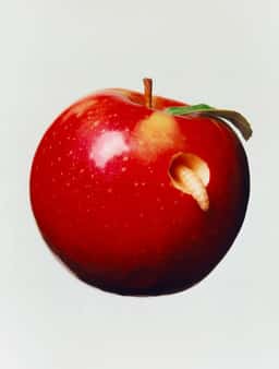 Art Direction for 8 Ways to Cut an Apple - thumbnail 5