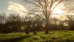 Integrated Campaign for Dogs Trust - thumbnail 2