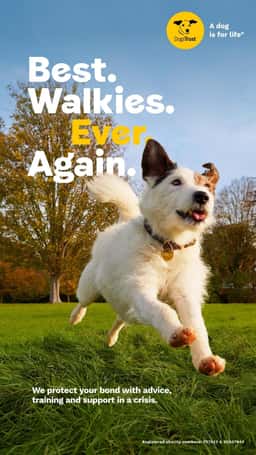 Integrated Campaign for Dogs Trust - thumbnail 7