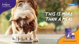 Global Campaign for Entyce Pet Appetite Treatment - thumbnail 2
