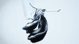 Motion Design for a Butterfly Research Project - thumbnail 2