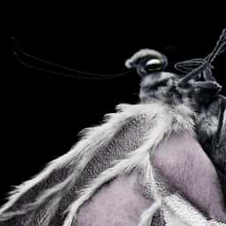 Motion Design for a Butterfly Research Project - thumbnail 5