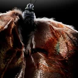 Motion Design for a Butterfly Research Project - thumbnail 6