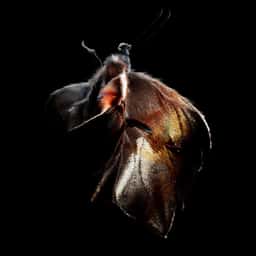 Motion Design for a Butterfly Research Project - thumbnail 7