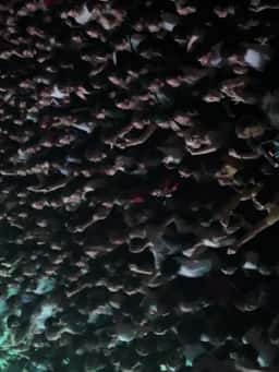 La Cigale - thumbnail 1