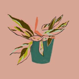 Brand Identity For Quintoandar Housing Platform cover image