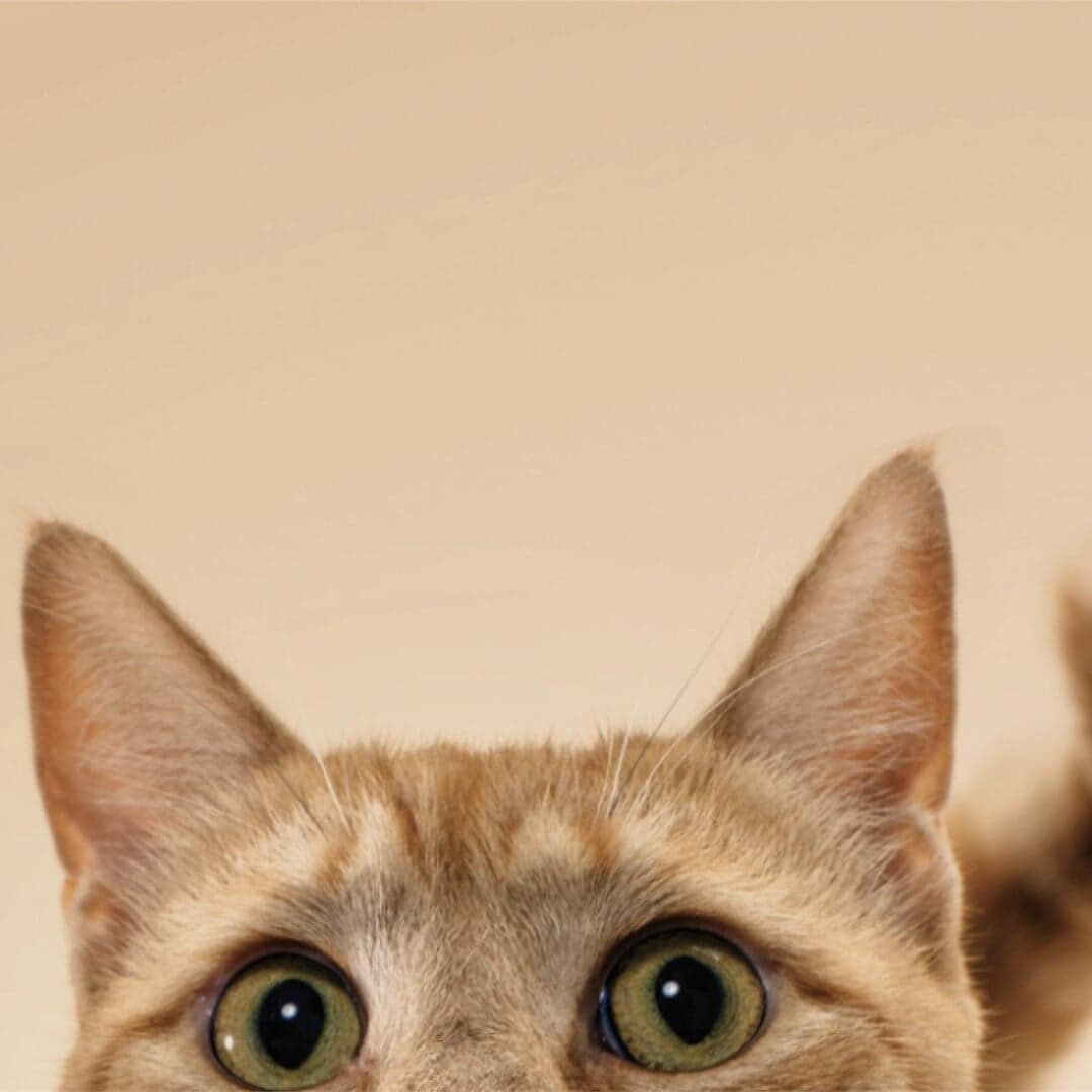 Naming And Brand Identity For Zoetis Spin-off From Pfizer