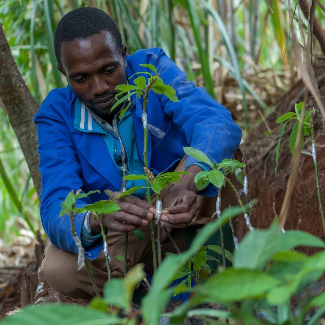 Brand Identity And Strategy For Iles De Paix