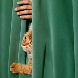 Brand Identity And Digital Experience For Dutch Veterinary Platform cover image