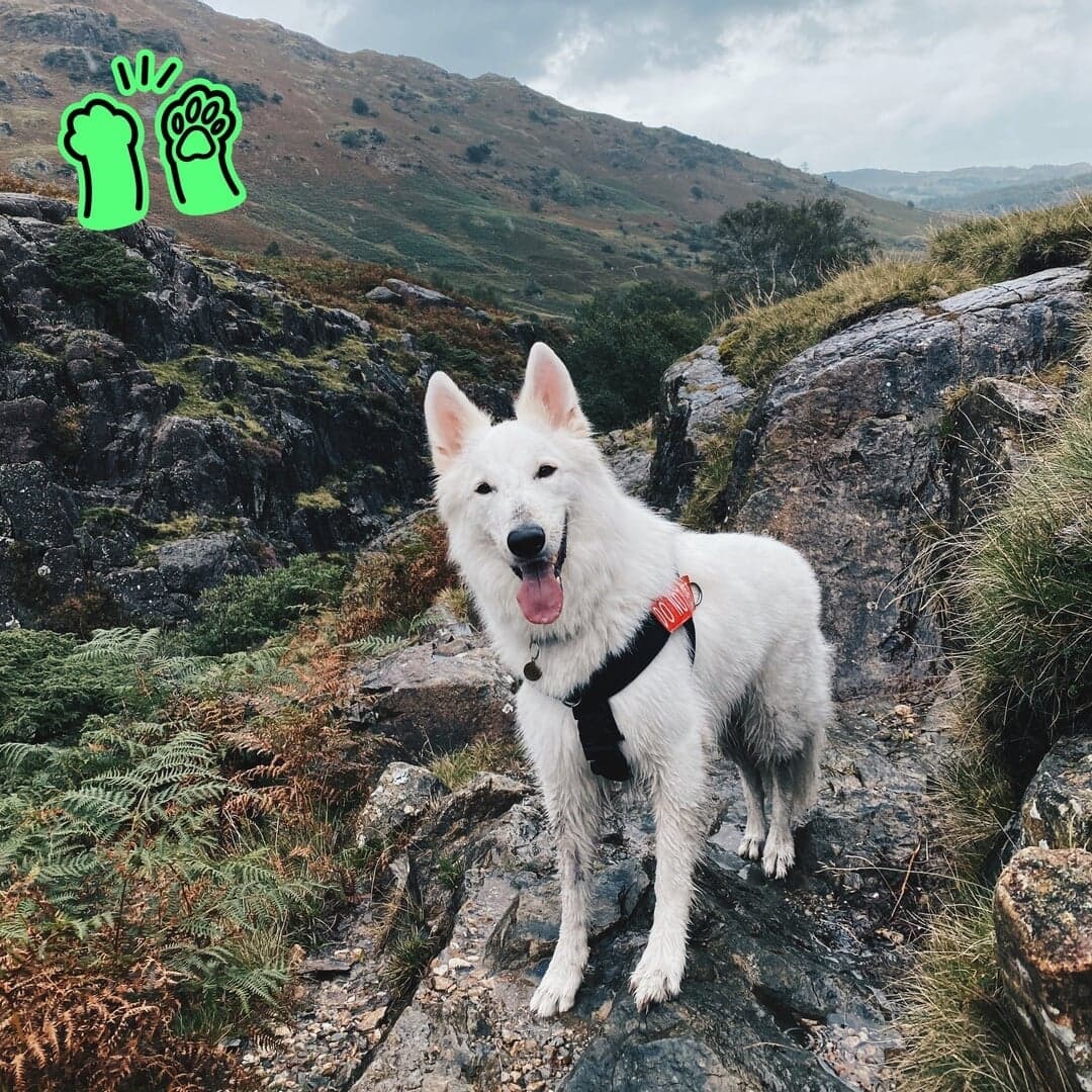 Brand Identity For A Dog Food Subscription Concept