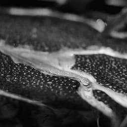 Visual Identity And Film For Tedxamazônia cover image