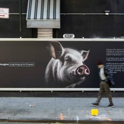 Ai Awareness Campaign For Notco cover image