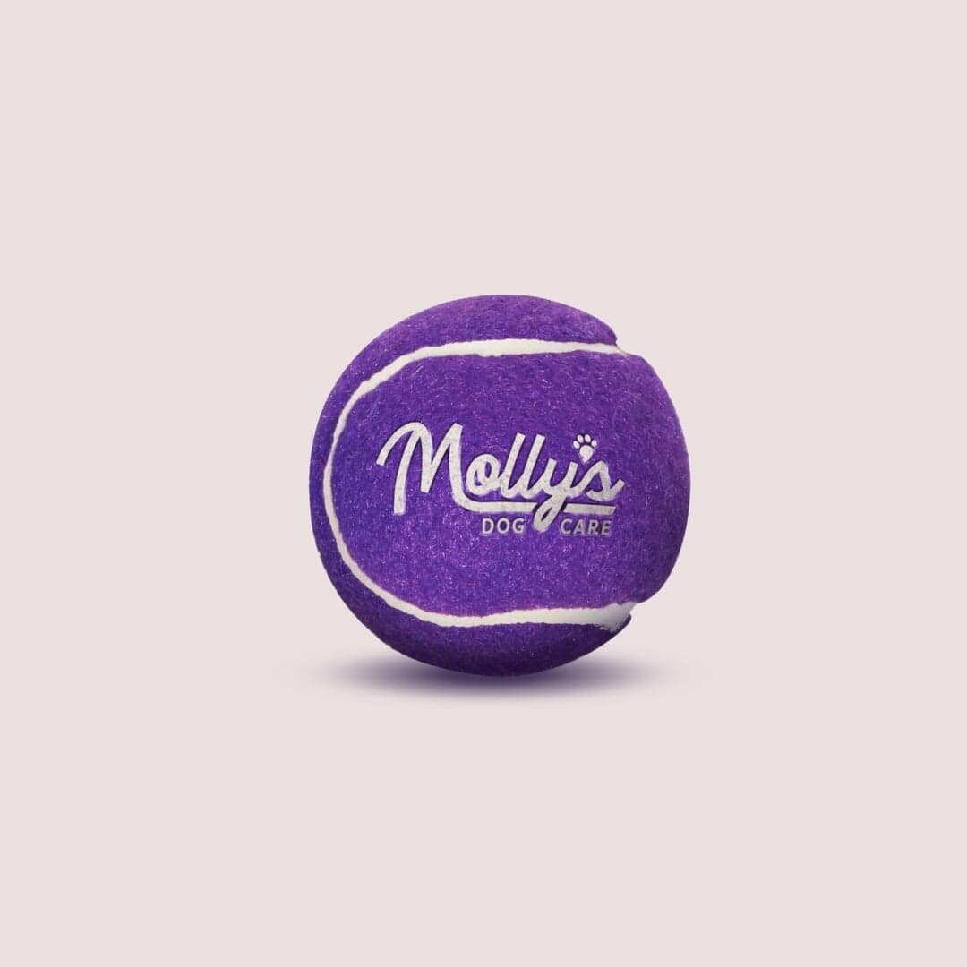 Brand Identity And Experience Design For Molly's Dog Care
