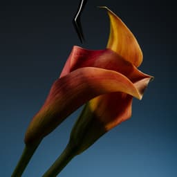 Set Design And Photography For Ten Twelve cover image