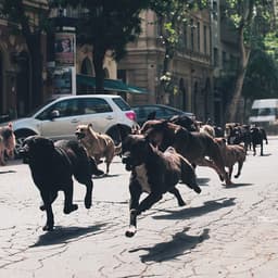 Brand Identity For Cph Pix Film Festival cover image