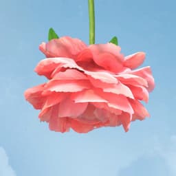 Film And Motion Campaign For Thorne Healthy Aging cover image